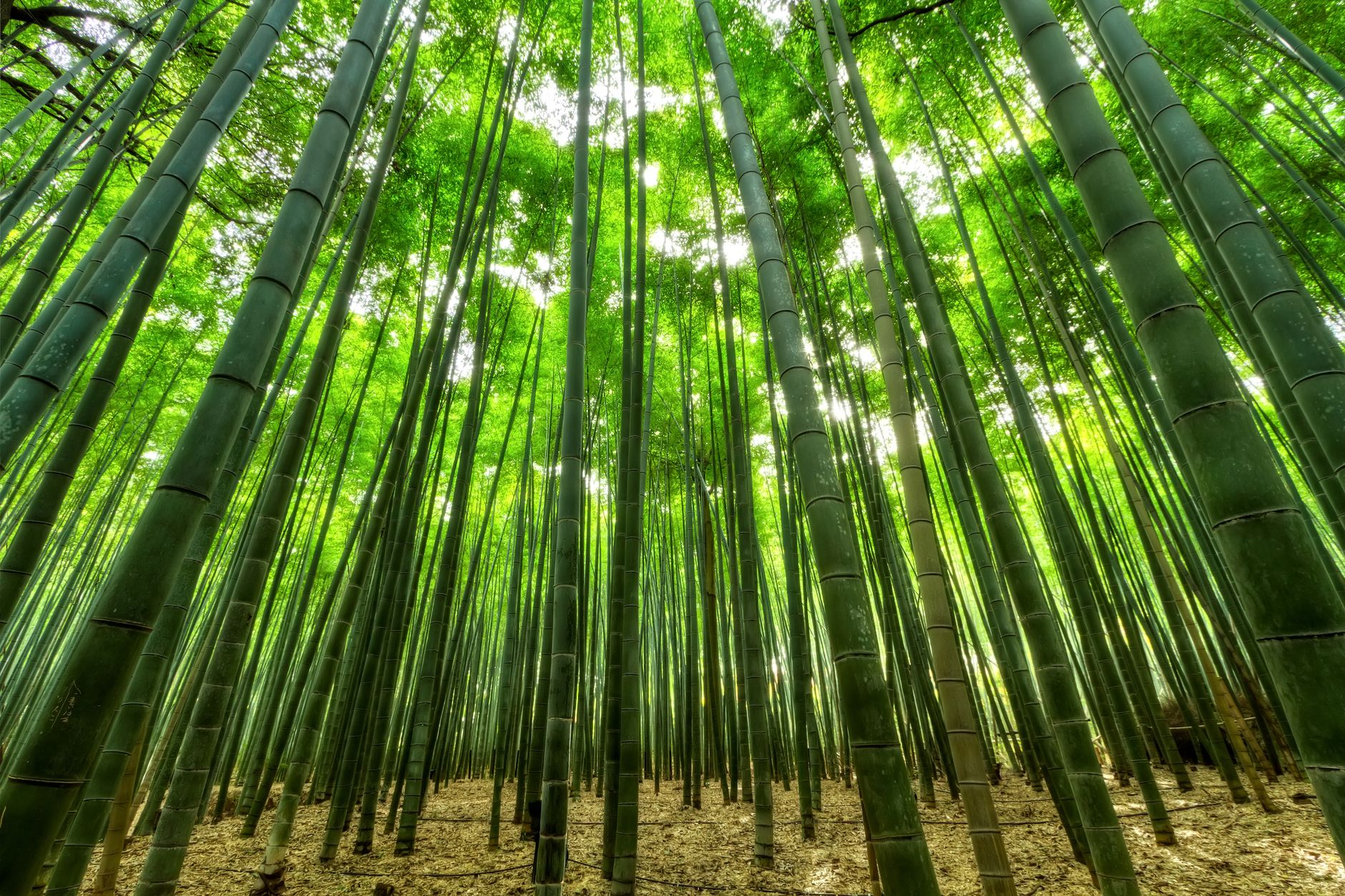 Why Kyoto's Bamboo Grove Looks Nothing Like the Photos (Best Time Revealed)