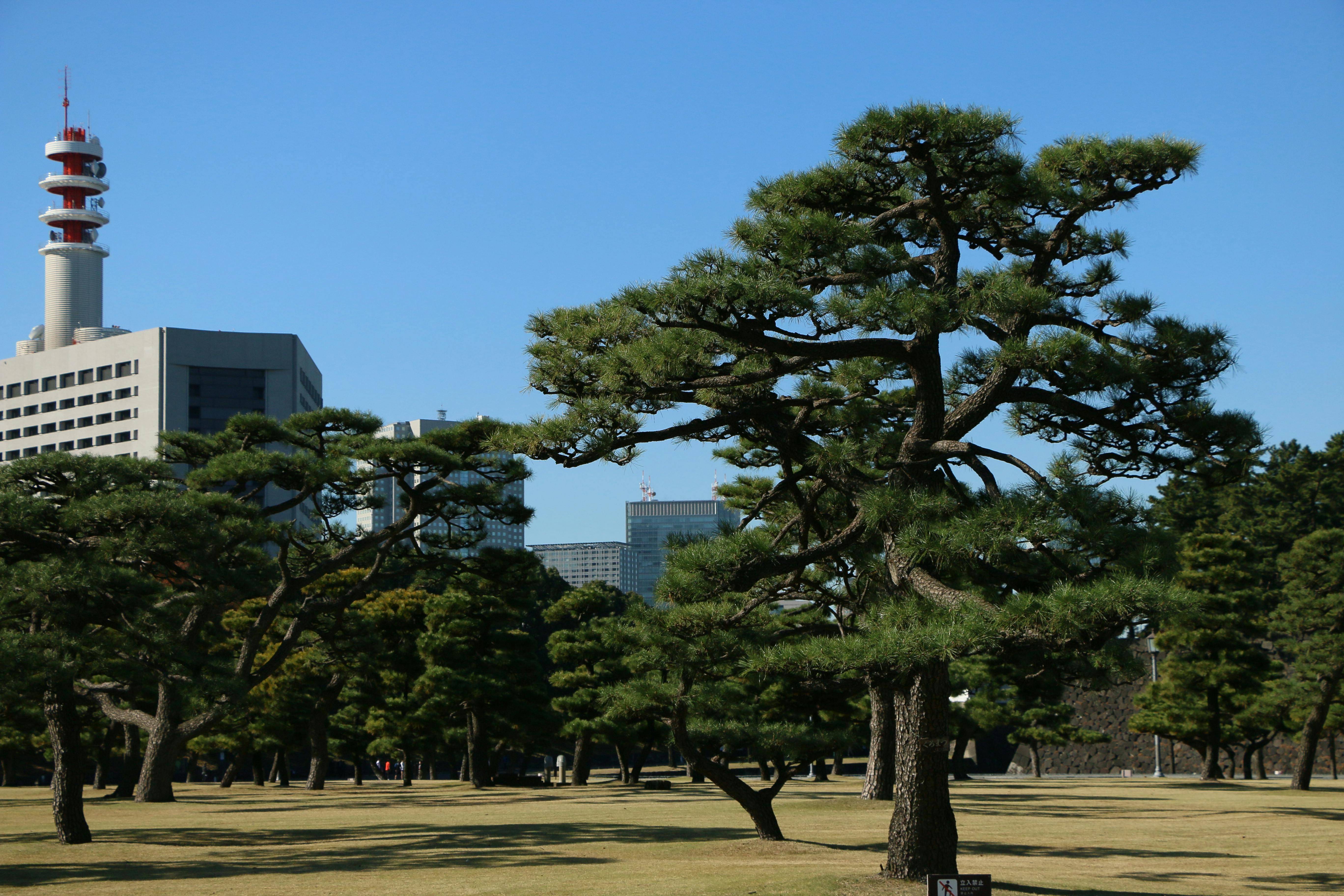 Tokyo's Park Hyatt Shinjuku: Still Worth the Rate in 2026?